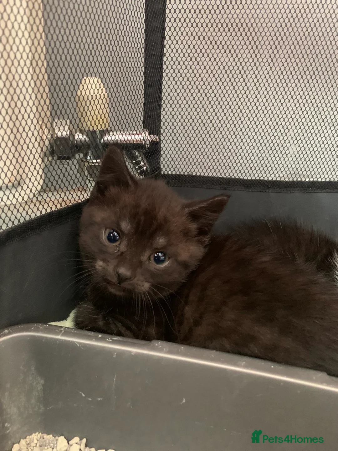 Mixed Breed cats for sale: Kitten - Advert 2