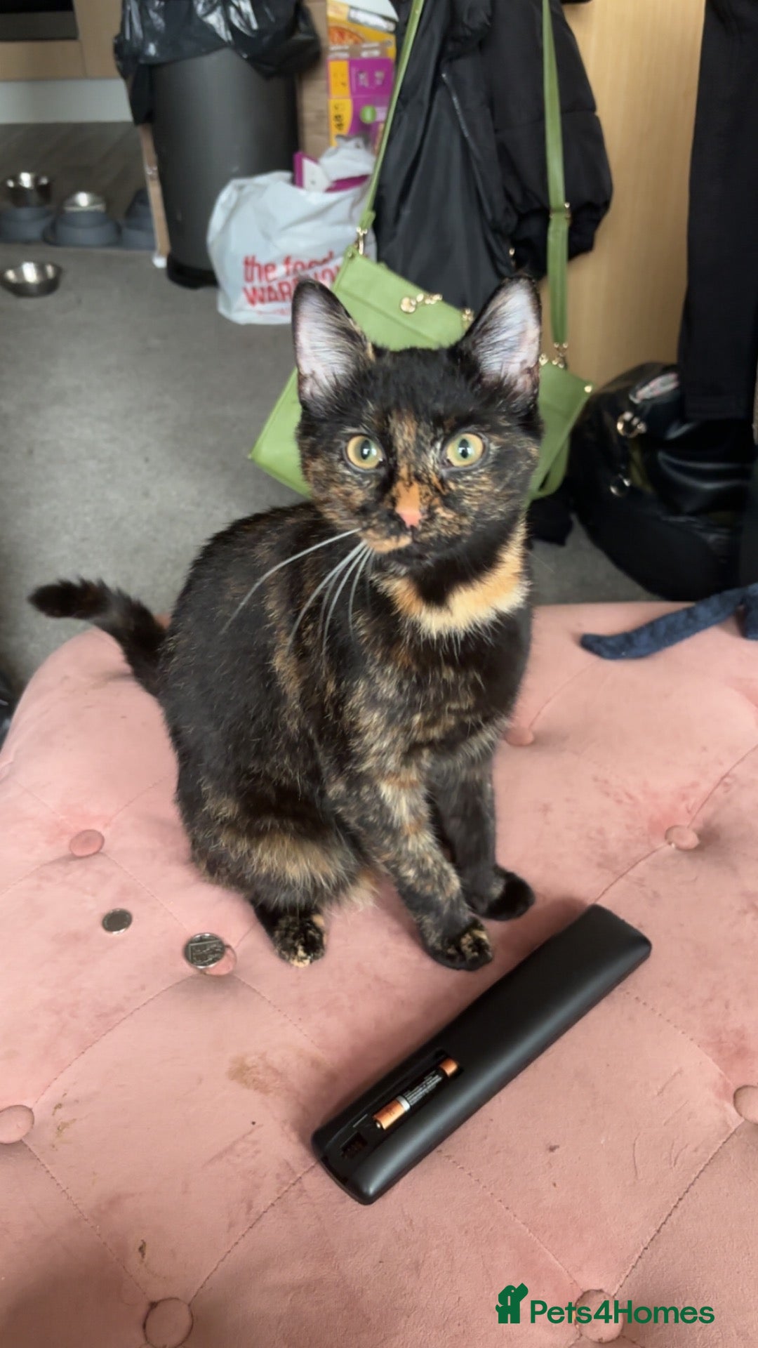 Mixed Breed cats for sale: 6 gorgeous kittens available!  - Advert 7