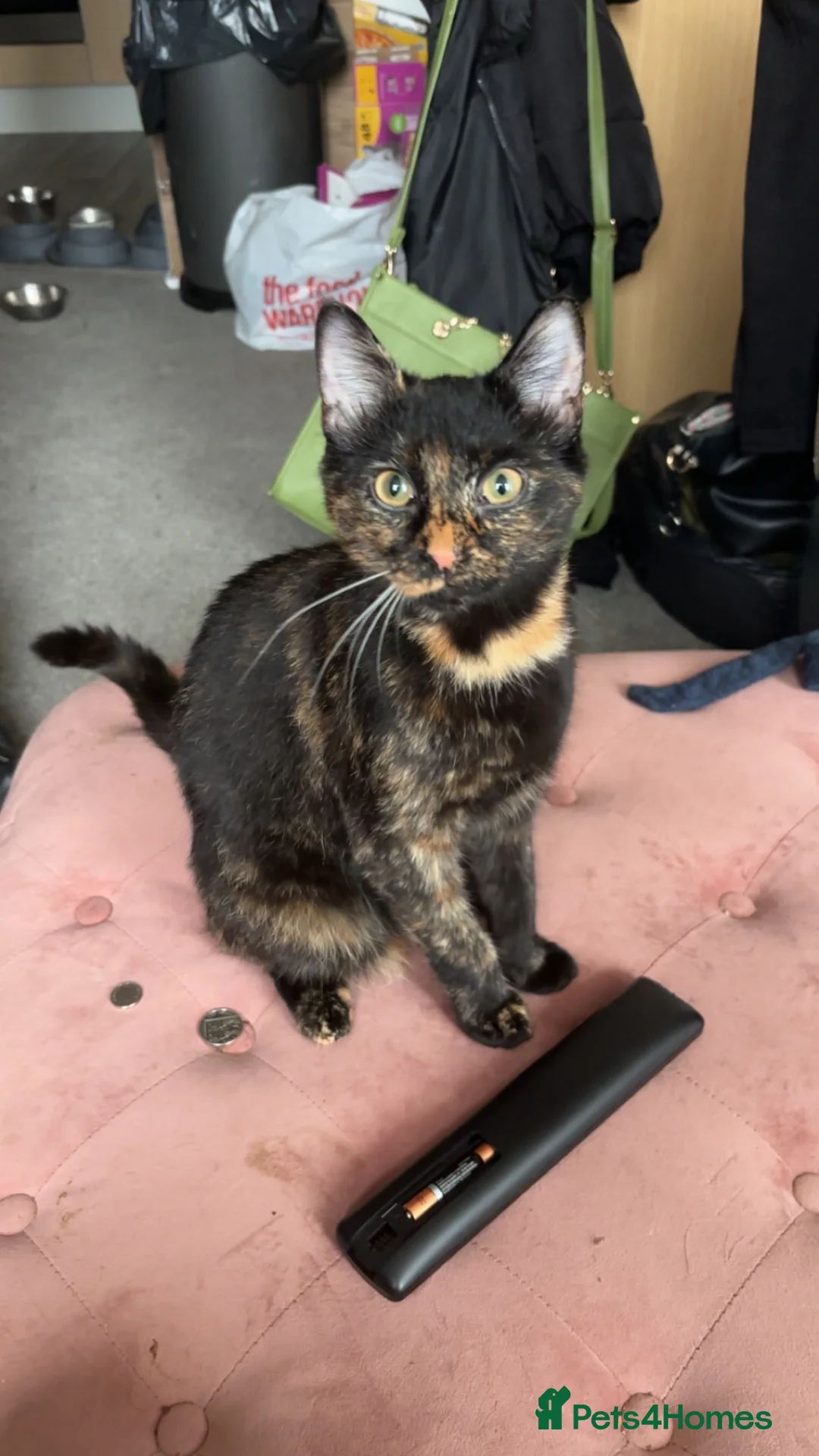 Mixed Breed cats for sale: 6 gorgeous kittens available!  in Southampton - Advert 1