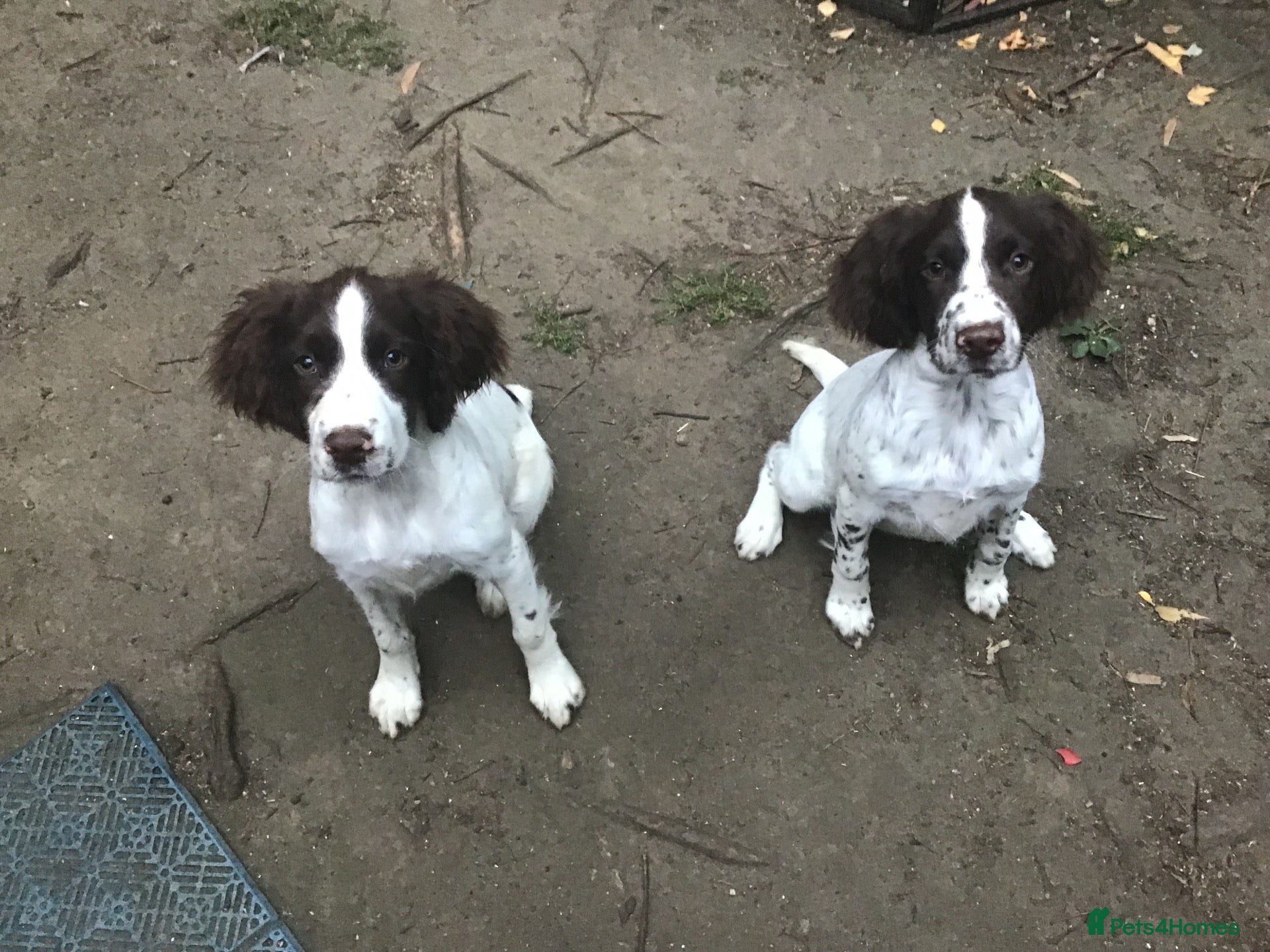 English Springer Spaniel dogs Springer Puppies for Sale - Advert 2