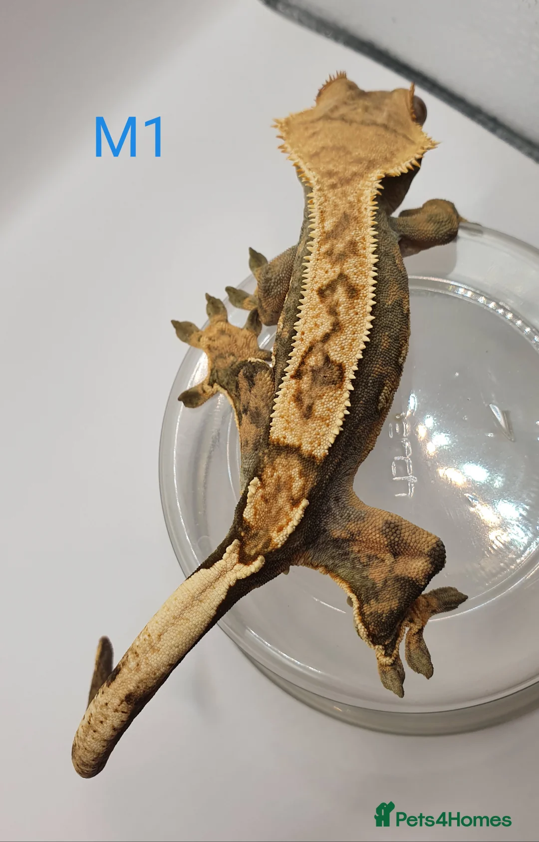 Gecko reptiles for sale: Sub adult crested geckos - Advert 14