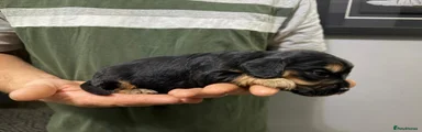 Cockalier 2