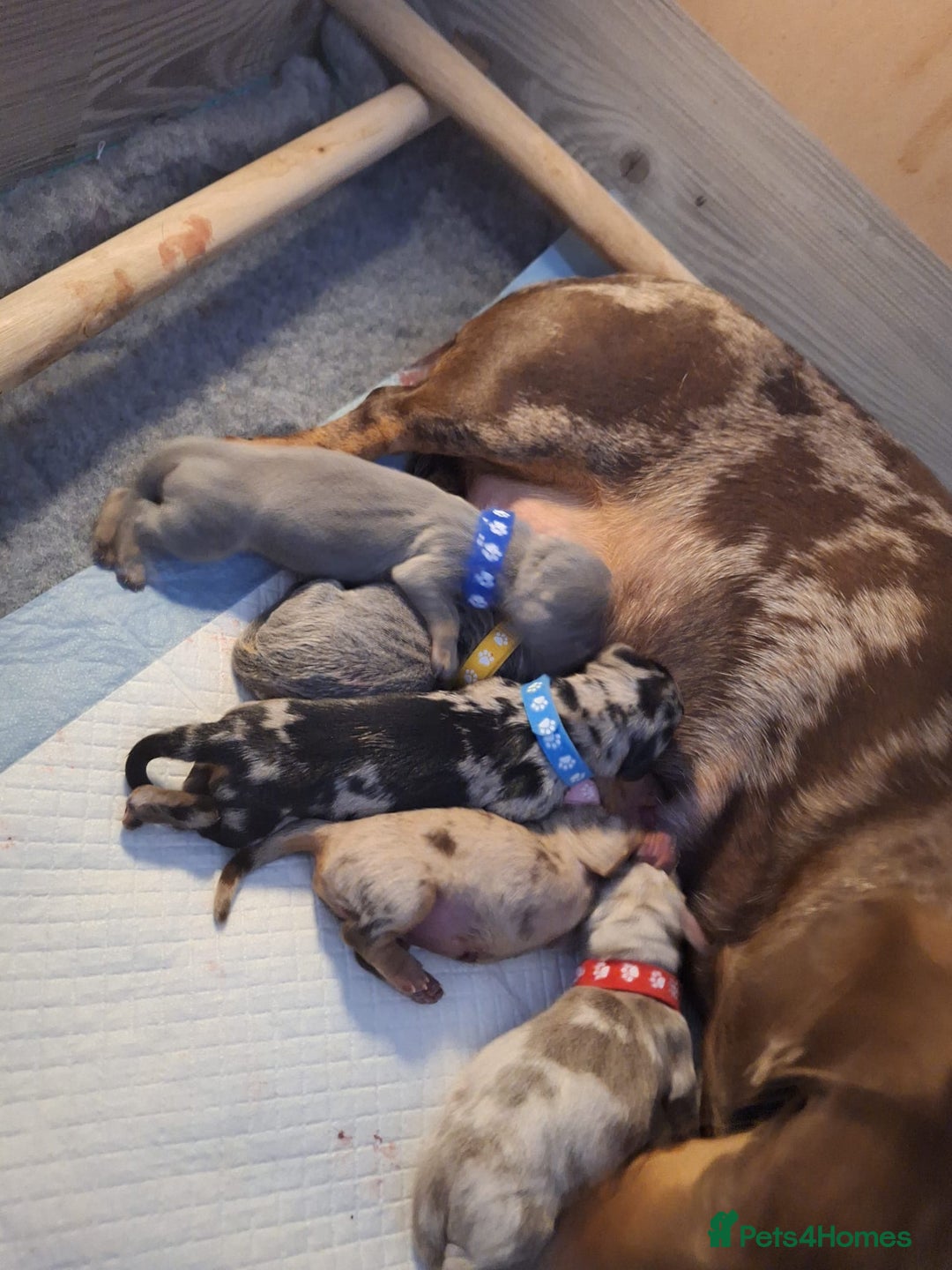 Miniature Dachshund dogs for stud: Tiny Piebald Stud with Free Ovulation Testing  in Stockton-on-Tees - Advert 24