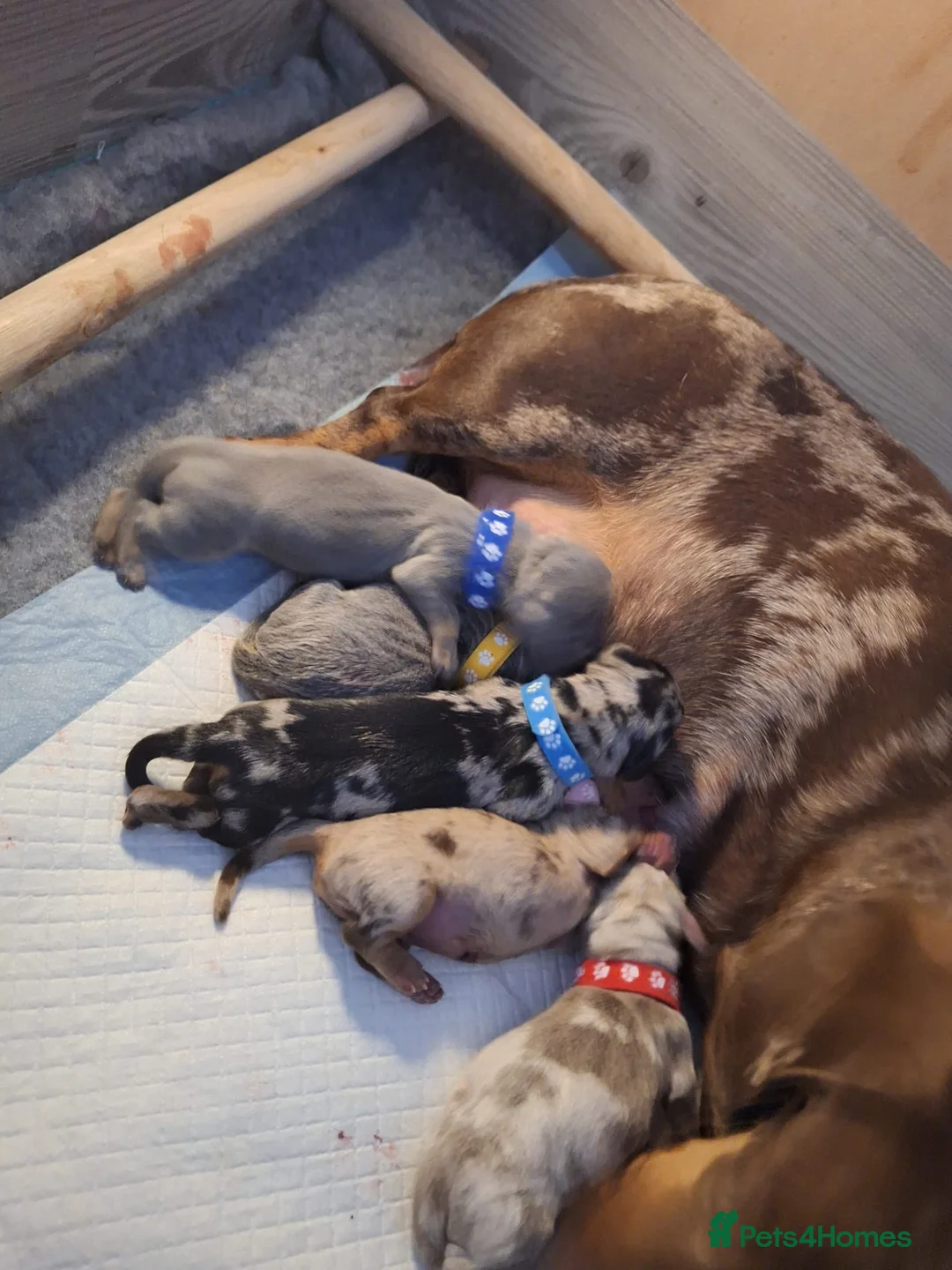 Miniature Dachshund dogs for stud: Tiny Piebald Stud with Free Ovulation Testing  in Stockton-on-Tees - Advert 24