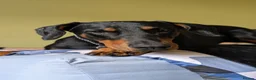 Dobermann dogs for sale: Ready for new homes today!Vaccination✅ microchip✅ - Advert 6