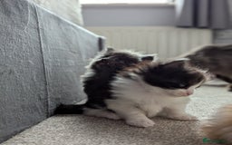 Maine Coon cats for sale: Maine Coon Kittens - Image 20