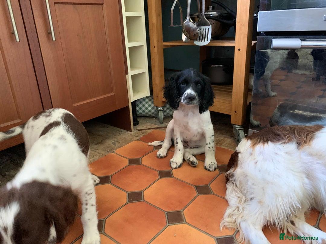 English Springer Spaniel dogs for sale: Ethically Bred  - Image 9