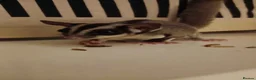 Sugar Glider rodents for sale: 2 Bonded Sugar Gliders Female - Advert 3