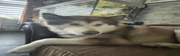Alaskan Malamute dogs for sale: Shadow - Advert 3