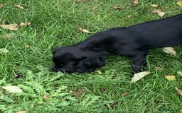 Cocker Spaniel dogs for sale: Beautiful cocker spaniel puppies available now - Image 6