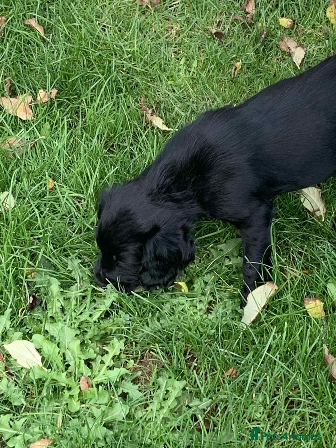 Cocker Spaniel dogs for sale: Beautiful cocker spaniel puppies available now - Image 6
