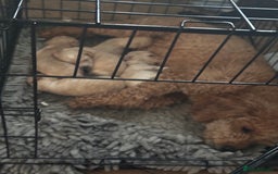 Maltipoo dogs for sale: Toy f1 maltipoos health tested champagne coloured  - Image 11