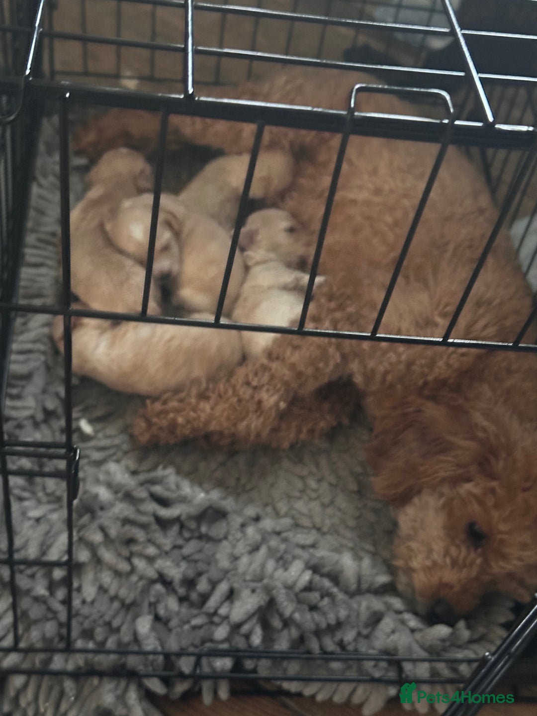 Maltipoo dogs for sale: Toy f1 maltipoos health tested champagne coloured  - Image 11