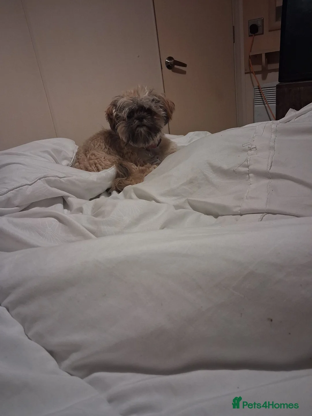 Shih Tzu dogs for sale: Female shi tzu  - Advert 2