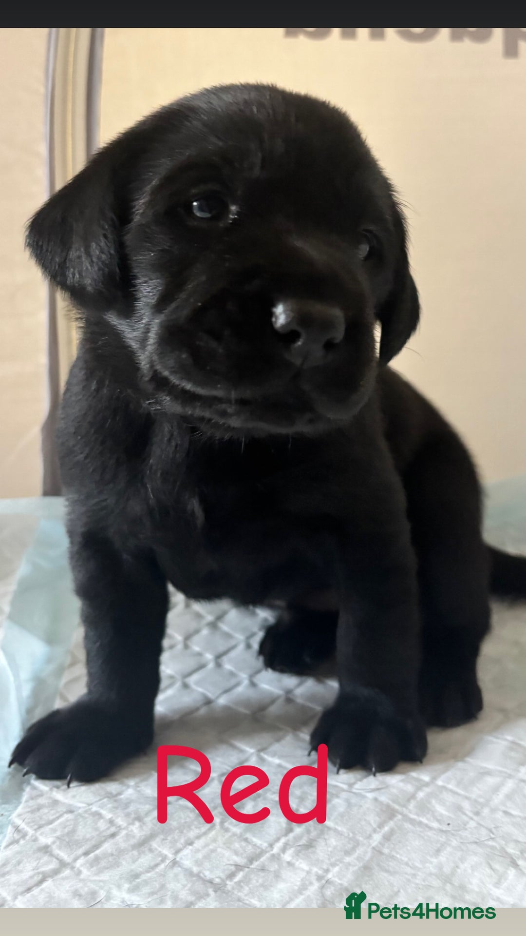 Labrador Retriever dogs for sale: 1 beautiful kc lab - Advert 27