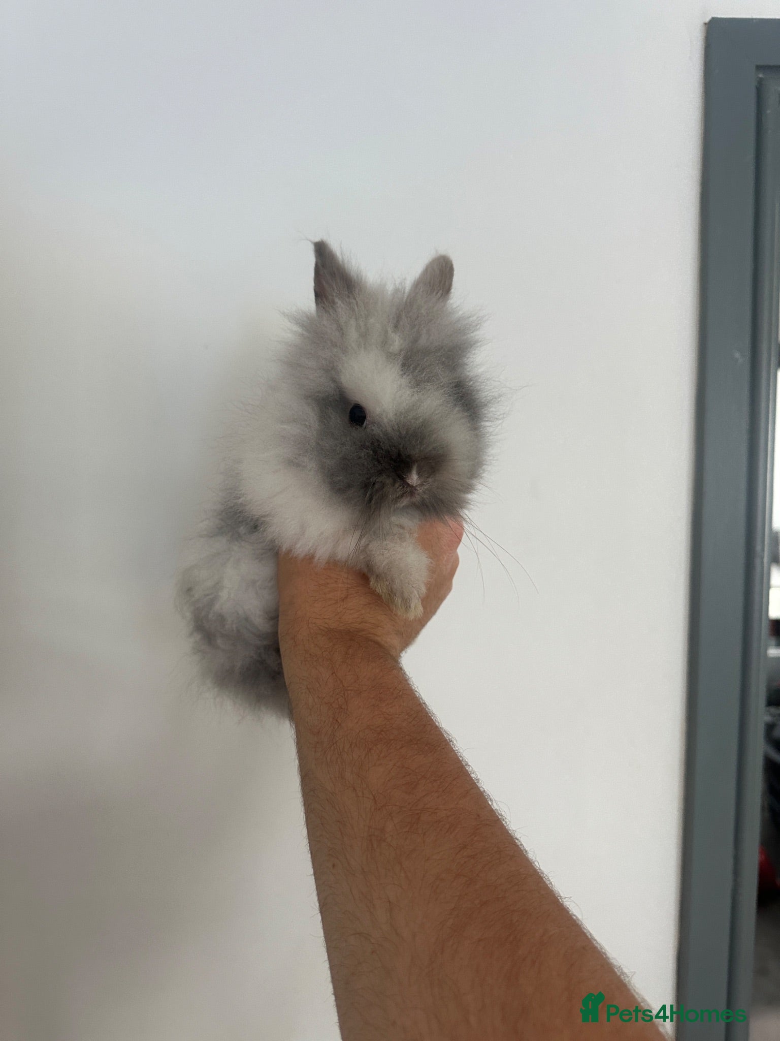 Lionhead rabbits Last boy Adorable double mane baby lionhead  - Advert 1