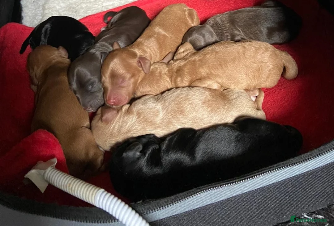 Cockapoo dogs for stud: Proven DNA tested red F1 Cockapoo Charlie for Stud in Milton Keynes - Advert 6