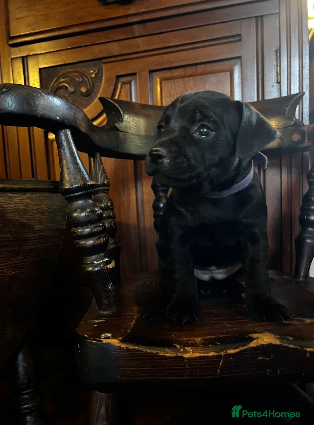 Patterdale Terrier dogs for sale: Beautiful Patterdale pups  - Advert 3