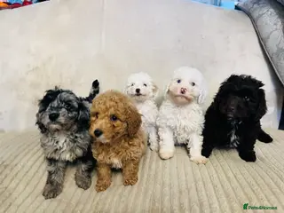 Cockapoo dogs Stunning f1b cockapoo puppys - Advert 18