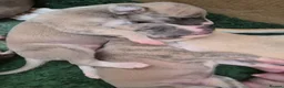 Whippet dogs for sale: Beautiful Whippet puppy's for sale - Advert 13