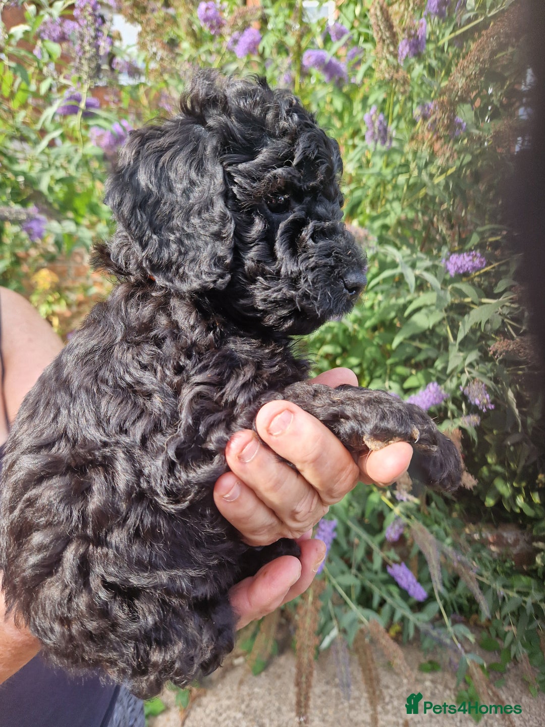 Cockapoo dogs for sale: SIMPLY UNIQUE SHOW TYPE F1b COCKAPOOS - Image 28