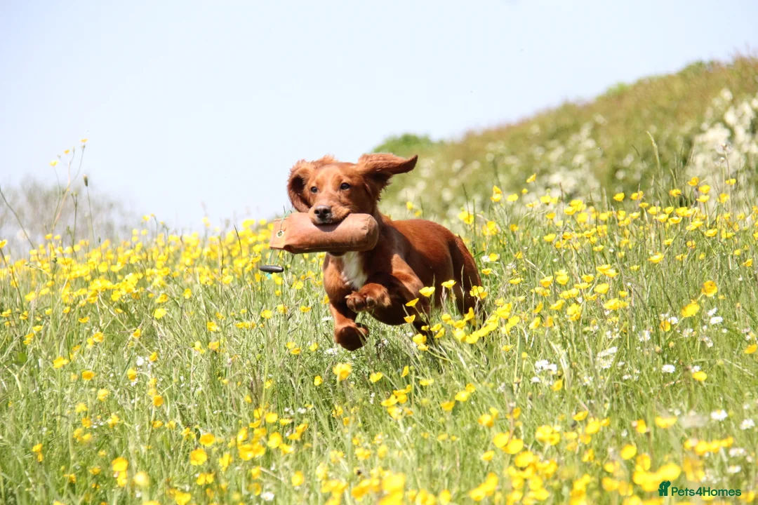 Cocker Spaniel dogs for stud: PROVEN Red Cocker Spaniel at Stud in Durham - Advert 10