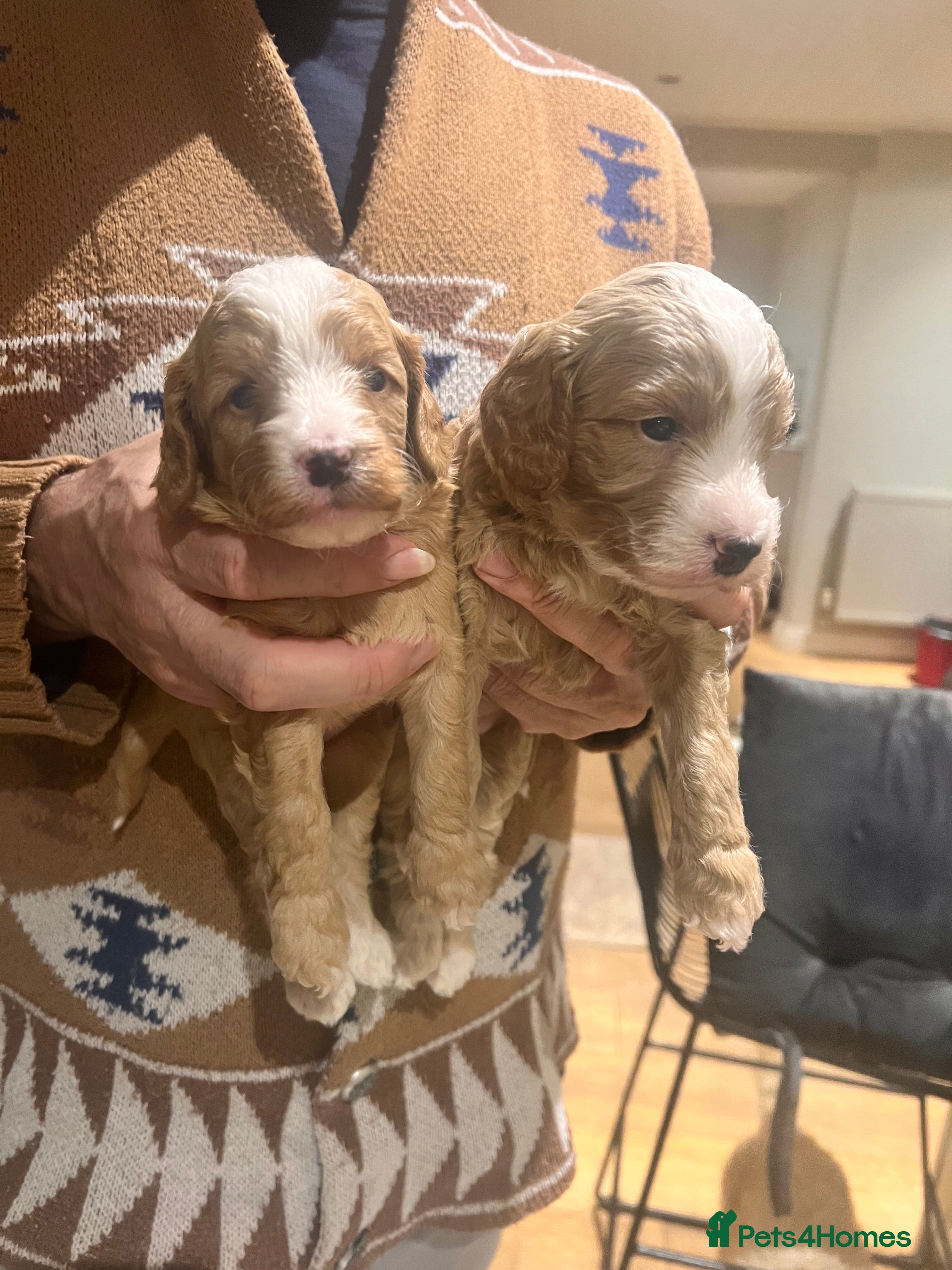 Mixed Breed dogs Adorable Aussie doodle - Advert 13