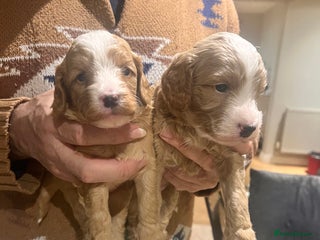 Mixed Breed dogs Adorable Aussie doodle - Advert 1