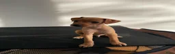 Mixed Breed dogs for sale: Italian greyhound x patterdale - Advert 15