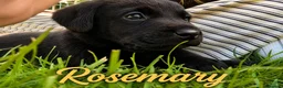 Labrador Retriever dogs for sale: KC Registered Labrador Puppies – Working Lines in Cleator - Advert 3