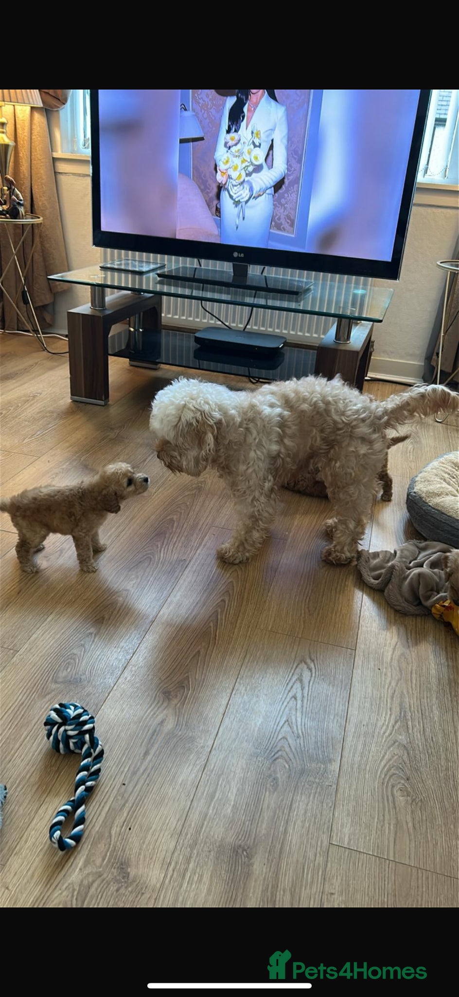 Cockapoo dogs for sale: Cockapoo puppies in Aberdeen - Advert 5
