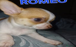 Chihuahua dogs for sale: Chihuahua pups stunning - Image 35