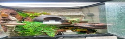 Gecko reptiles for sale: Crested Gecko for sale - Advert 2