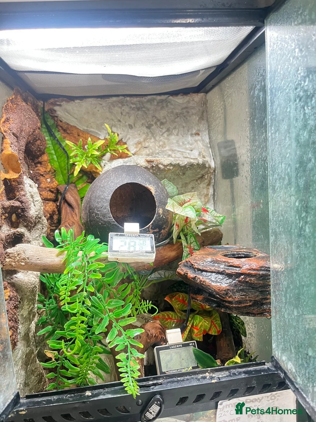 Gecko reptiles for sale: Crested Gecko for sale - Advert 2