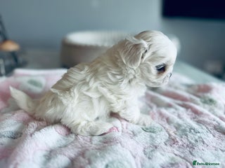 Maltese dogs Korean bloodline Maltese - Advert 2