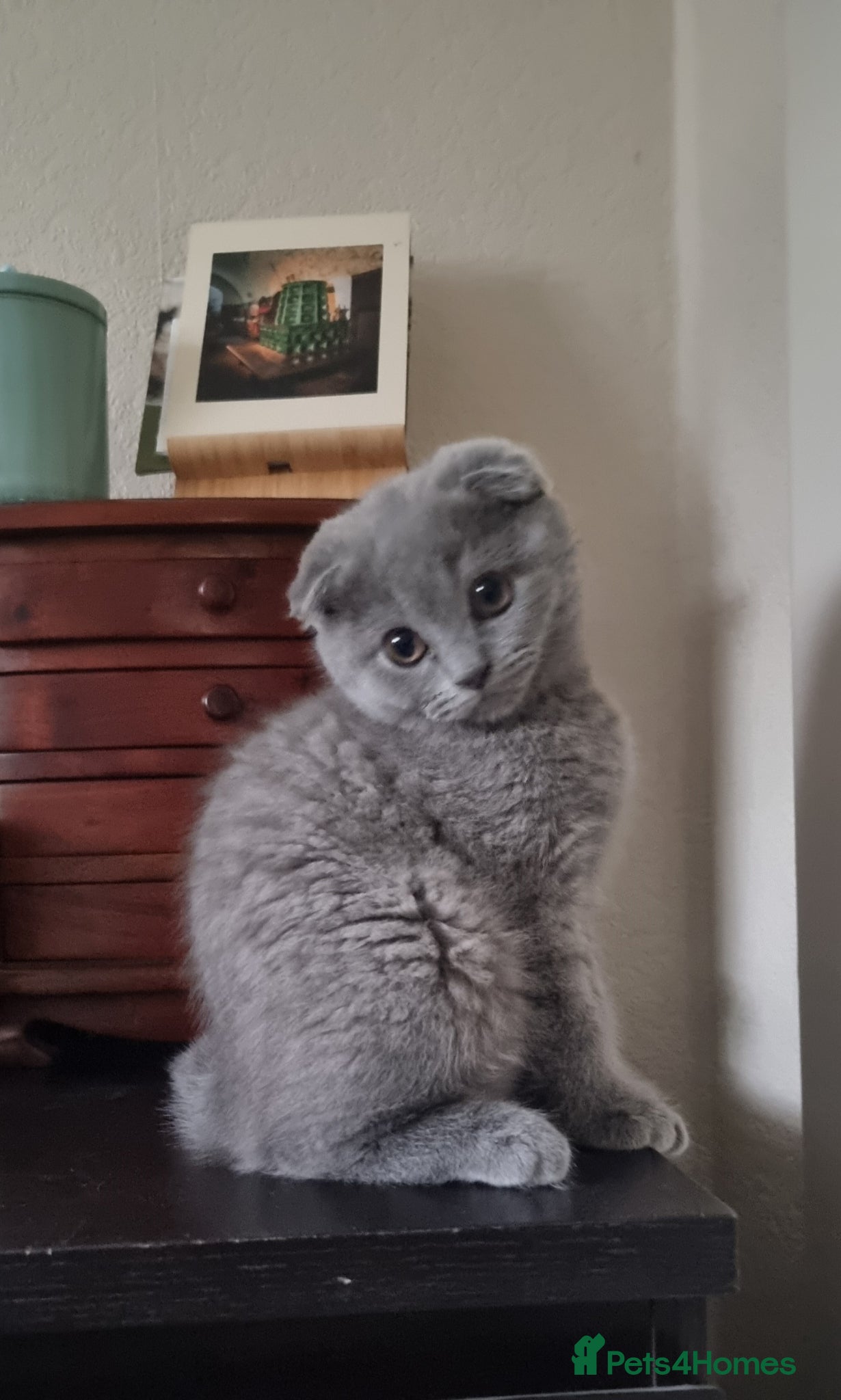 Scottish Fold cats Cute Scottish fold 💕 Three kittens available🐾 - Advert 5