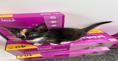 Mixed Breed cats - Advert 2