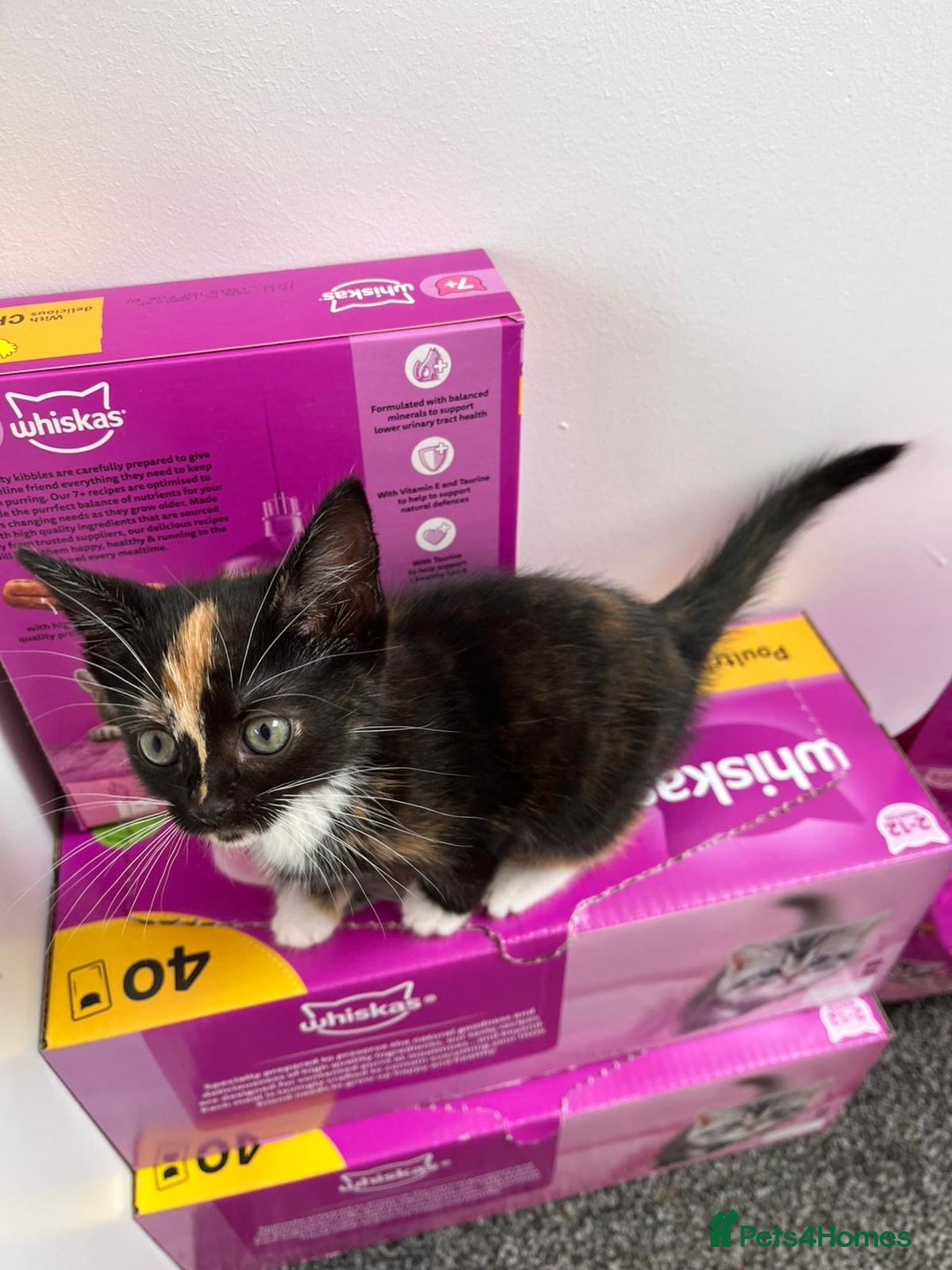 Mixed Breed cats for sale: Playful Female Kitten Ready for Her Forever Home - Image 2