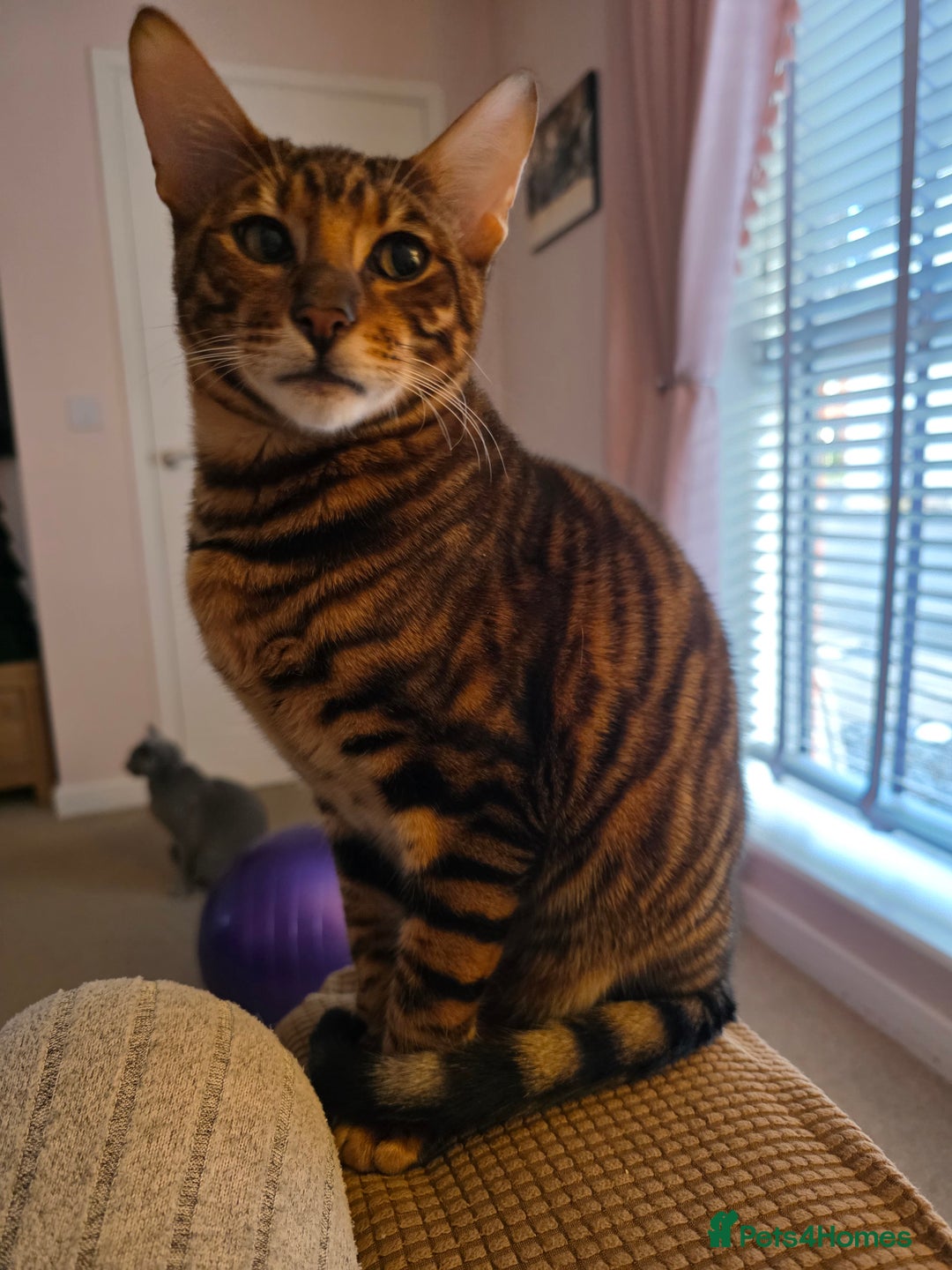 Toyger cats for sale: Toyger Boy - Advert 1