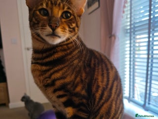 Toyger cats Toyger Boy - Advert 2