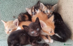 Mixed Breed cats for sale: Gorgeous adorable playful friendly kittens  - Image 4