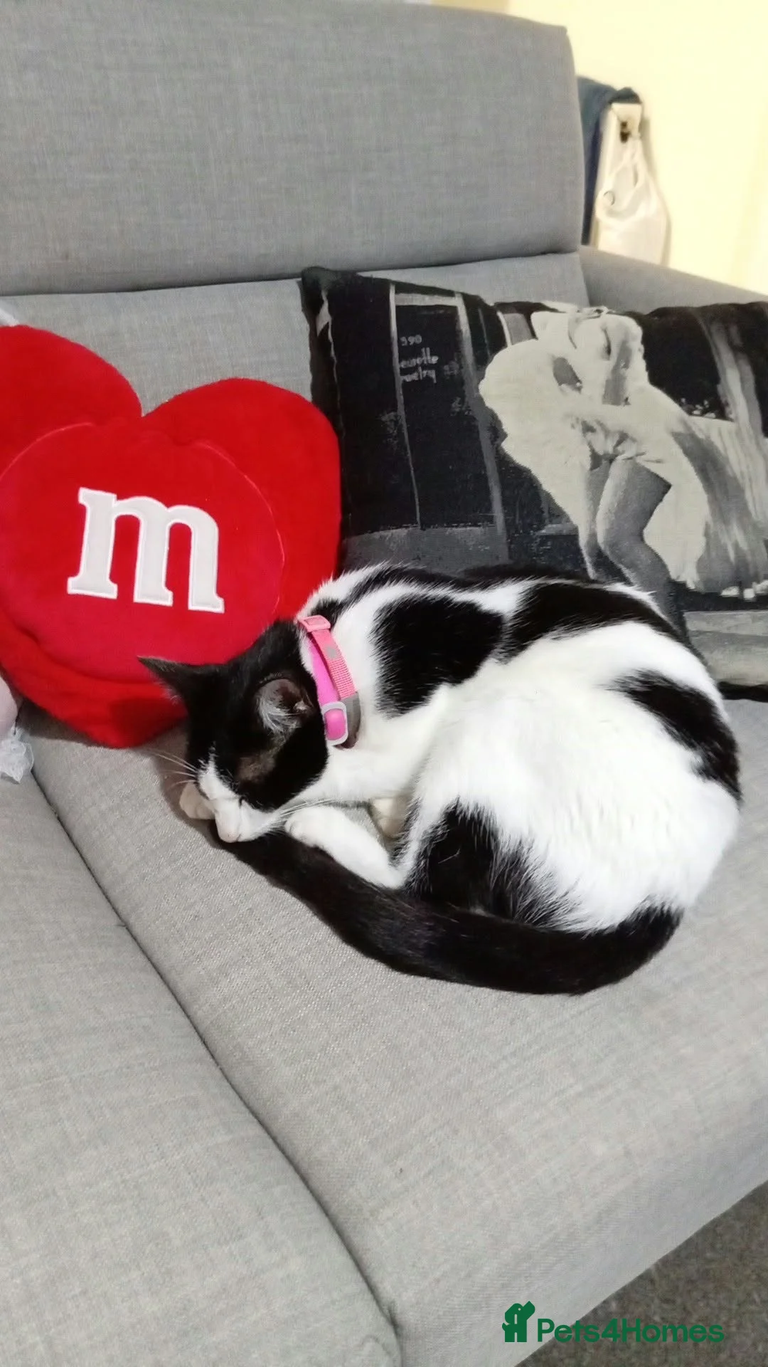 Mixed Breed cats for sale: Beautiful kittens for sale  - Advert 21