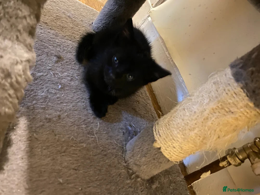 Mixed Breed cats for sale: 3 male kittens  - Advert 2