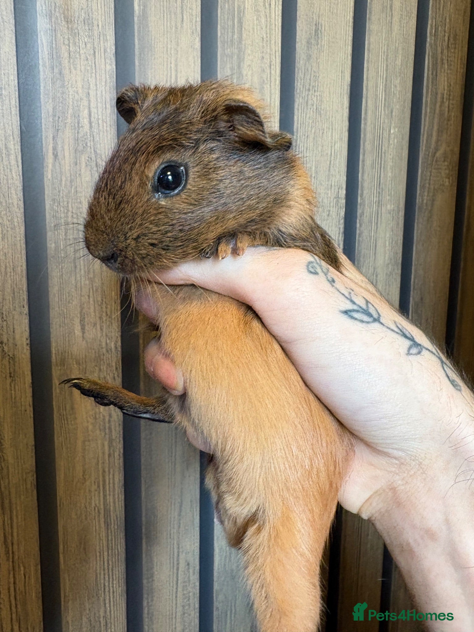 Guinea Pig rodents 6 week old brothers  - Advert 5