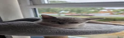 Burmese cats for sale: 1 Beautiful Lilac Burmese baby left - Advert 3