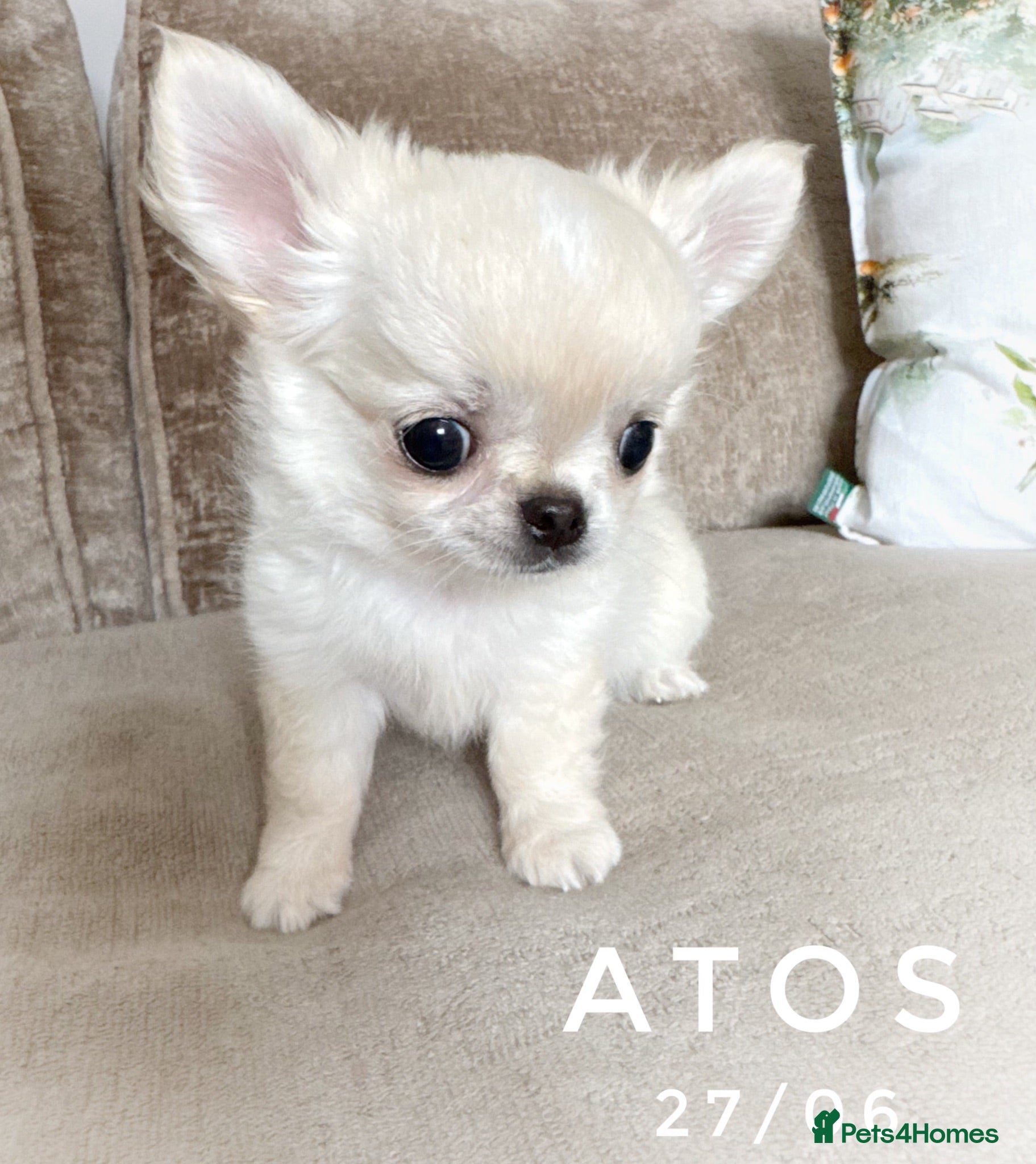 Chihuahua dogs KC quality chihuahua puppies LC Show line  - Advert 1