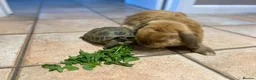 Hermann Tortoise reptiles for sale: 10 year old Herman Tortoise for sale in Billingshurst - Advert 3