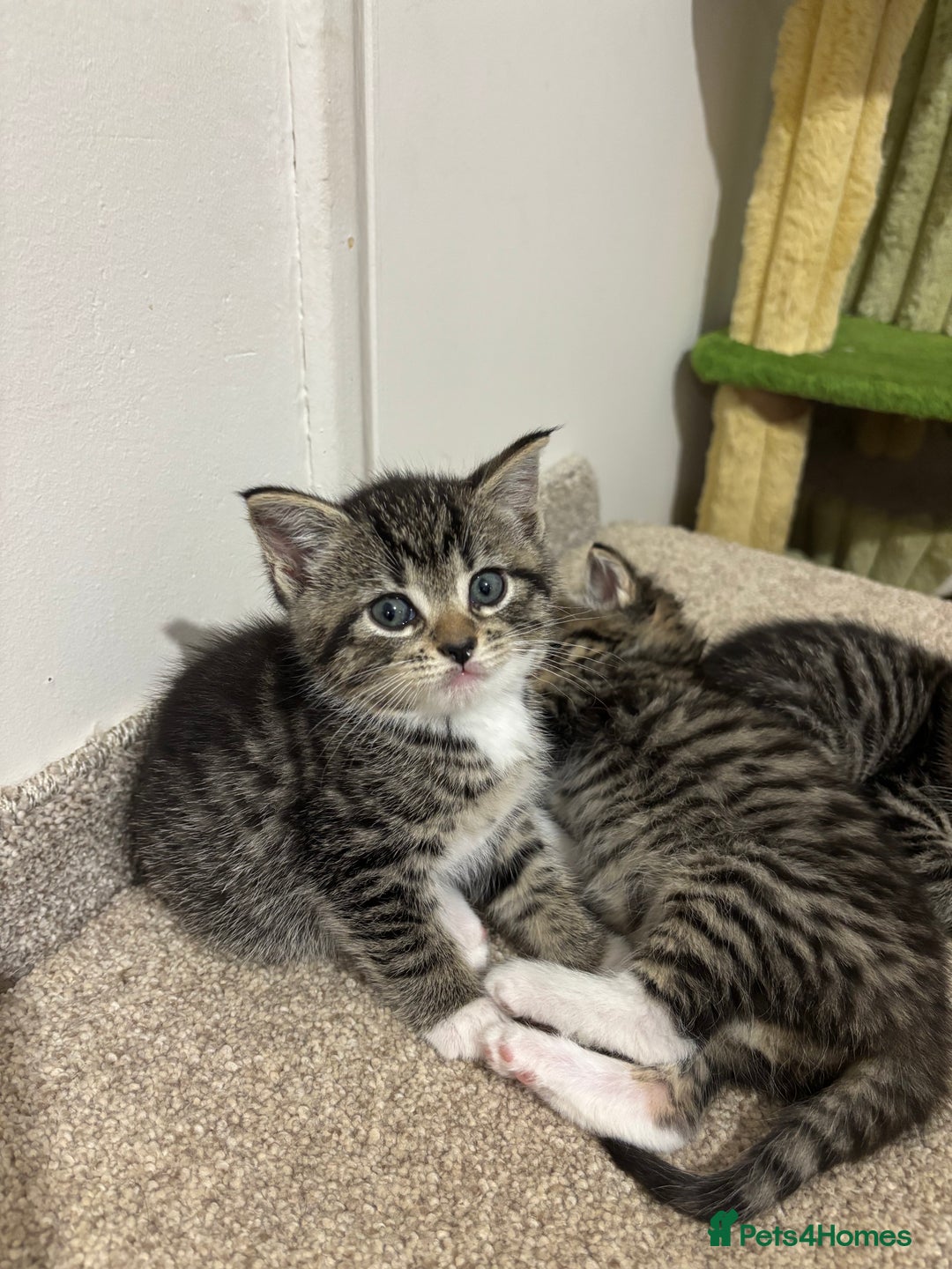 Mixed Breed cats for sale: Adorable tabby kittens - Image 13