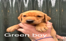 Labrador Retriever dogs for sale: Yellow/red Labrador puppies  - Image 13