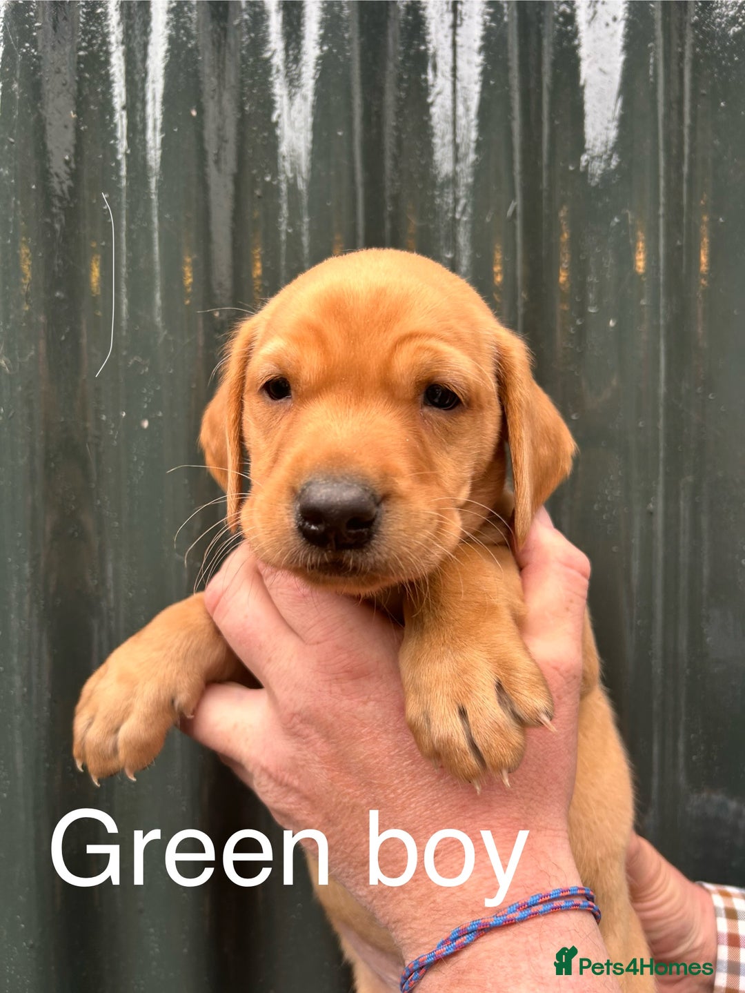 Labrador Retriever dogs for sale: Yellow/red Labrador puppies  - Image 13